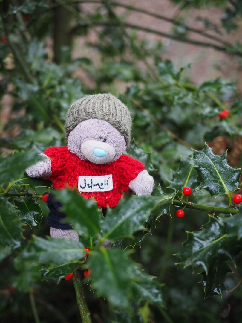 David dans un buisson de houx