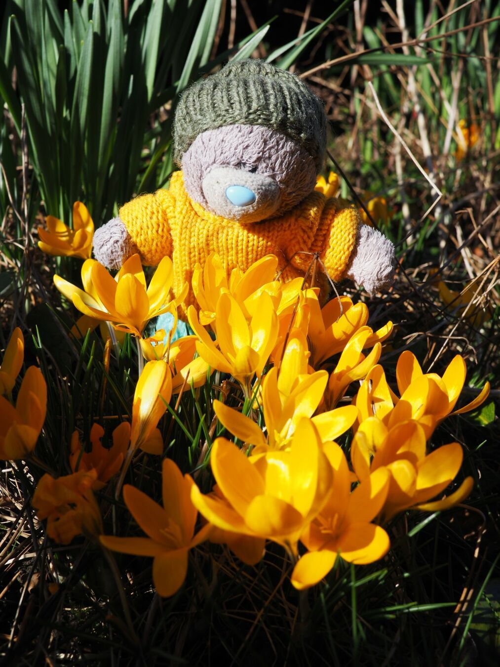 David à côté d'un parterre de crocus. Son pull est de la même couleur que les crocus